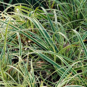 Tarka japán sás (Carex 'Evercream')