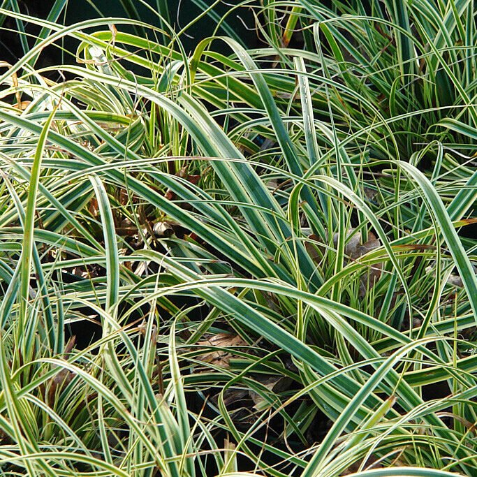 Tarka japán sás (Carex 'Evercream')