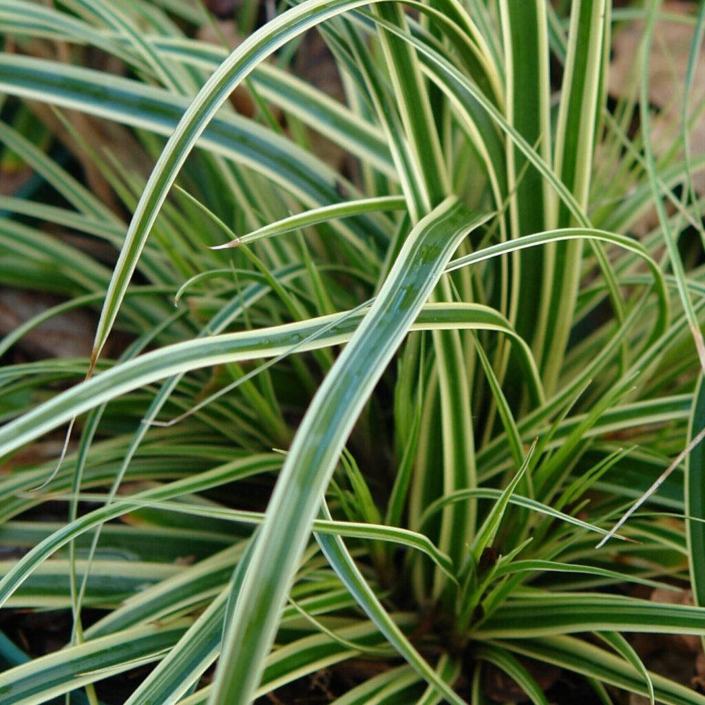 Tarka japán sás (Carex 'Evercream')