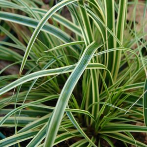 Tarka japán sás (Carex 'Evercream')