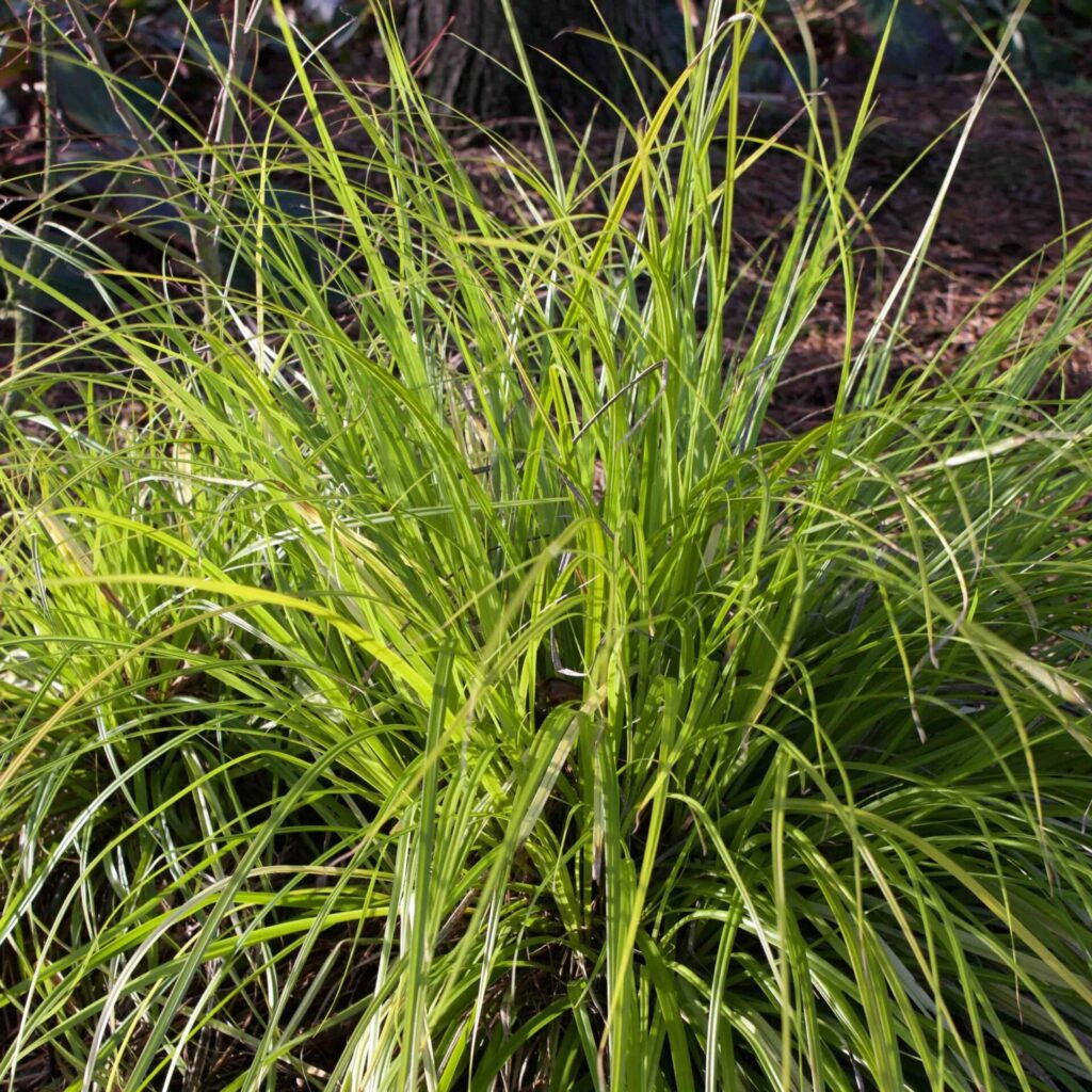 Tarka japán sás (Carex 'Everillo')
