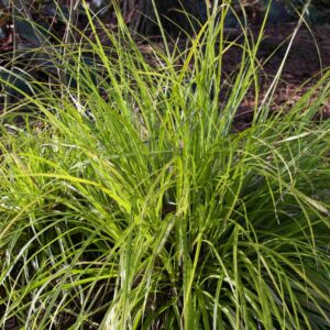 Tarka japán sás (Carex 'Everillo')