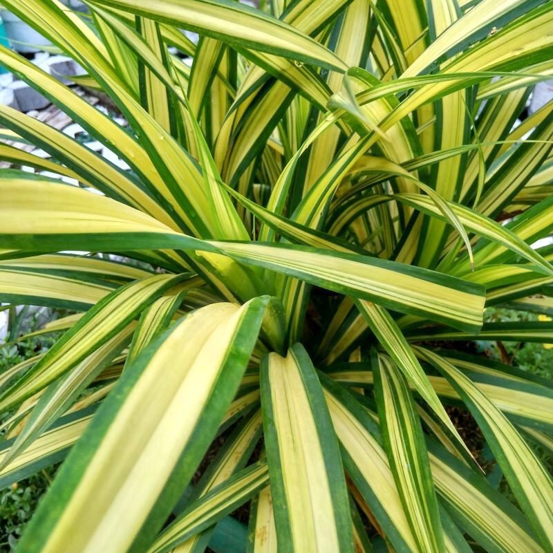Tarka japán sás (Carex 'Eversheen')