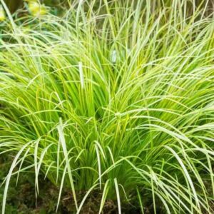 Tarka japánkálmos (Acorus gramineus 'Ogon')