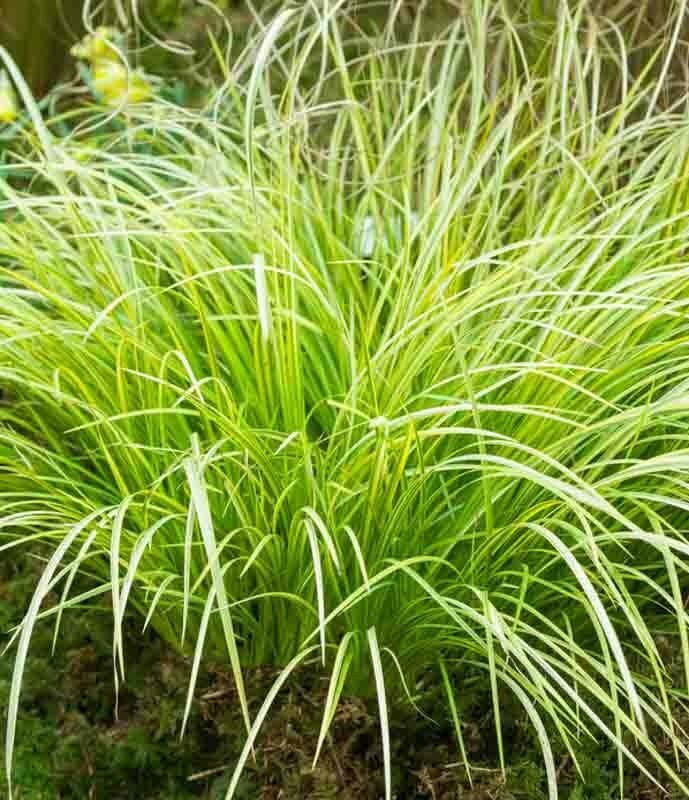 Tarka japánkálmos (Acorus gramineus 'Ogon')