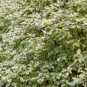 Tarka levelű fehér som (Cornus alba 'Elegantissima')