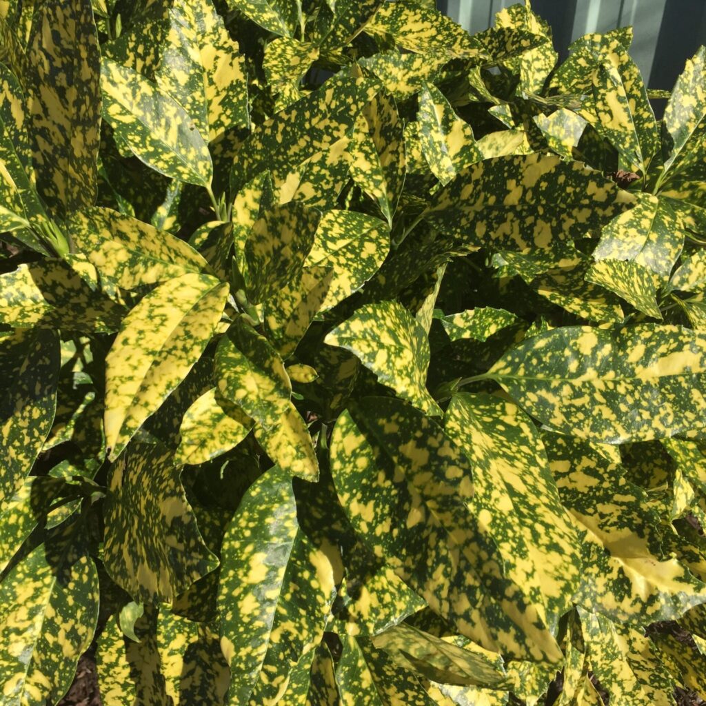 Tarka levelű japán babérsom (Aucuba japonica 'Variegata')