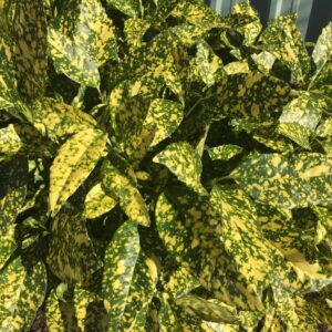 Tarka levelű japán babérsom (Aucuba japonica 'Variegata')