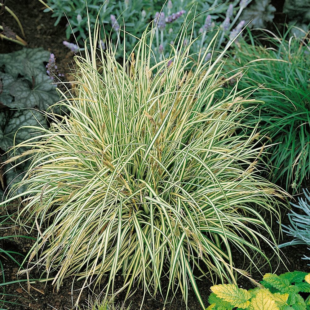 Tarka levelű japán kálmos (Acorus gramineus 'Argenteostriatus')
