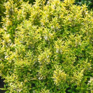 Tarka levelű japán kecskerágó (Euonymus japonicus 'Microphyllus Aureomarginatus')