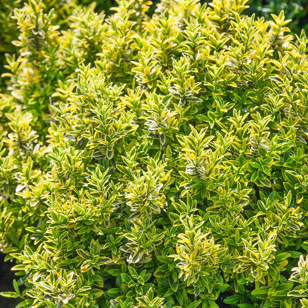 Tarka levelű japán kecskerágó (Euonymus japonicus 'Microphyllus Aureomarginatus')