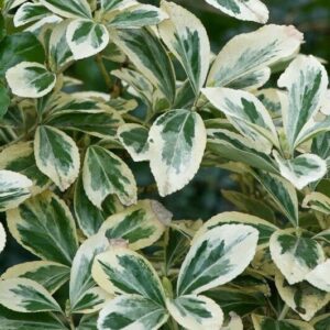Tarka levelű japán kecskerágó (Euonymus japonicus 'Microphyllus Aureovariegatus')