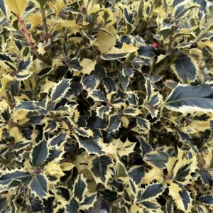 Tarka levelű juhar (Acer negundo 'Variegatum')