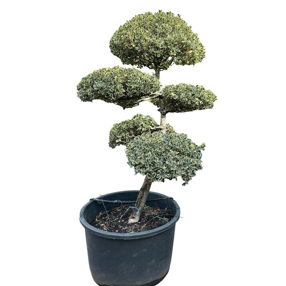 Tarka levelű magyal (Ilex aquifolium 'Silver Queen')