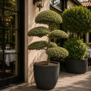 Tarka levelű magyal (Ilex aquifolium 'Silver Queen')