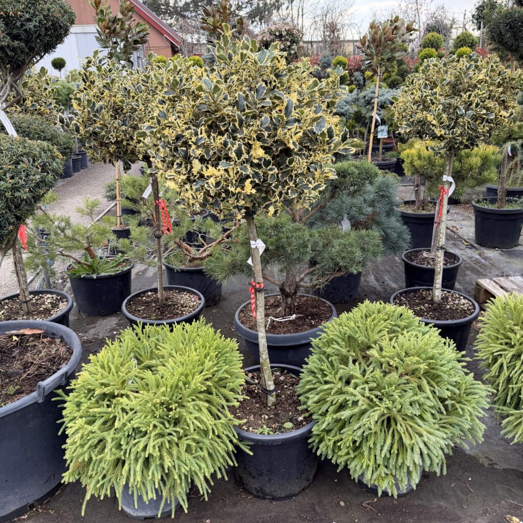 Tarka levelű magyal (Ilex aquifolium 'Variegatum')