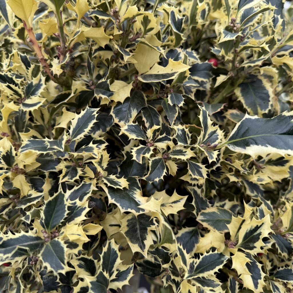 Tarka levelű magyal (Ilex aquifolium 'Variegatum')