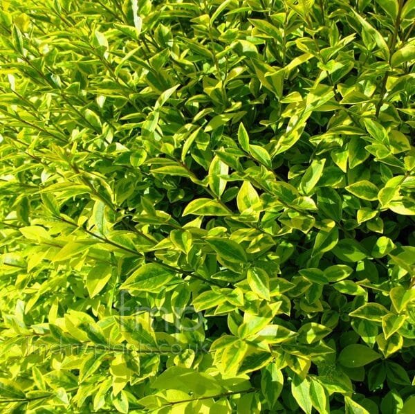 Tarka levelű télizöld fagyal (Ligustrum ovalifolium 'Variegatum')