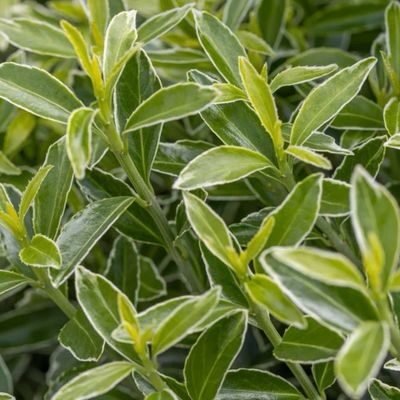 Tarka levelű törpe japán kecskerágó (Euonymus japonicus 'Microphyllus Albovariegatus')
