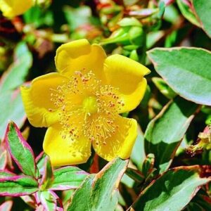 Tarka orbáncfű (Hypericum moserianum 'Tricolor')