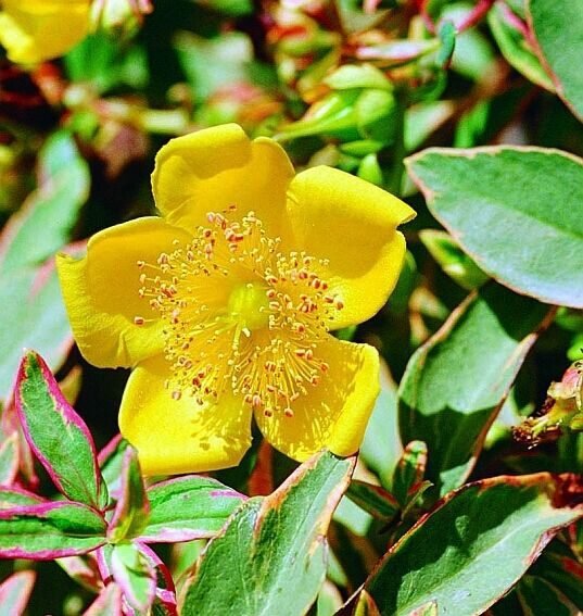 Tarka orbáncfű (Hypericum moserianum 'Tricolor')