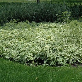 Tarka podagrafű (Aegopodium podagraria 'Variegata')
