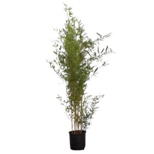 Tarka szárú bambusz (Phyllostachys aureosulcata 'Spectabilis')