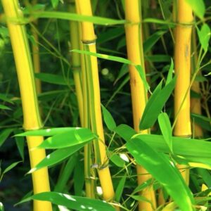 Tarka szárú bambusz (Phyllostachys aureosulcata 'Spectabilis')