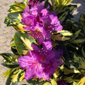 Tarkalevelű havasszépe (Rhododendron 'Blattgold')