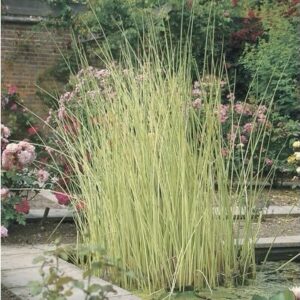 Tavi káka (Scirpus lacustris 'Albescens')