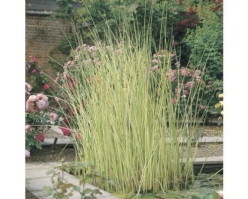 Tavi káka (Scirpus lacustris 'Albescens')