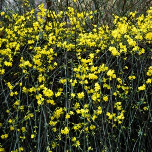 Téli jázmin (Jasminum nudiflorum)