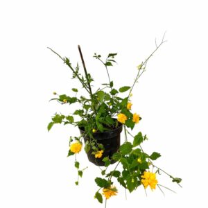 Teltvirágú japán kerria (Kerria japonica 'Pleniflora')