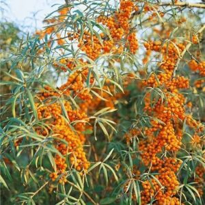 Termős homoktövis (Hippophae rhamnoides 'Ascola')