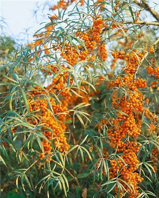Termős homoktövis (Hippophae rhamnoides 'Ascola')