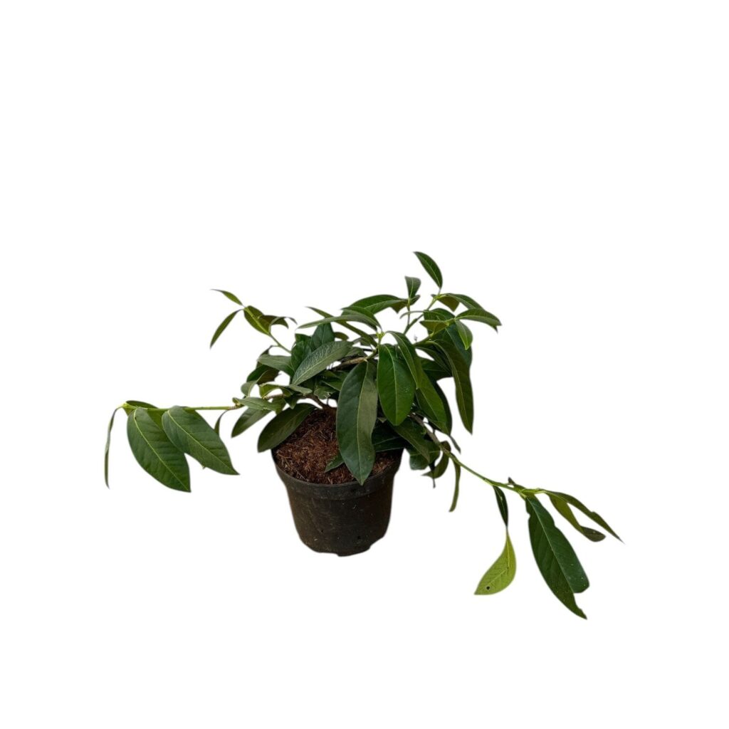 Terülő babérmeggy (Prunus laurocerasus 'Mont Vernon')