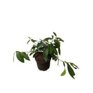 Terülő babérmeggy (Prunus laurocerasus 'Mont Vernon')
