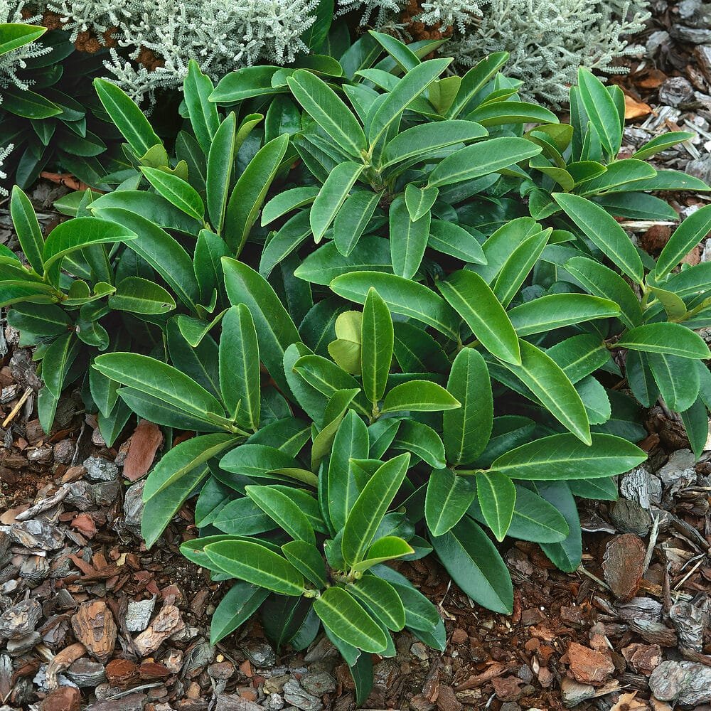 Terülő babérmeggy (Prunus laurocerasus 'Mont Vernon')