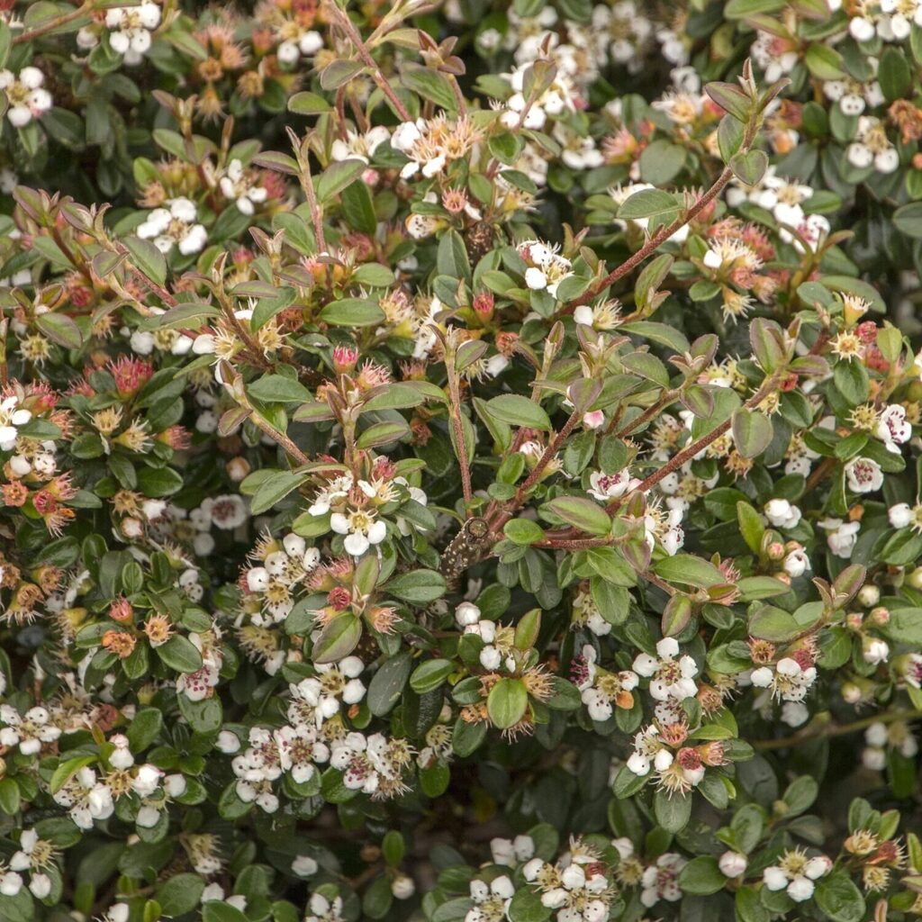 Terülő madárbirs (Cotoneaster dammeri 'Eichholz')