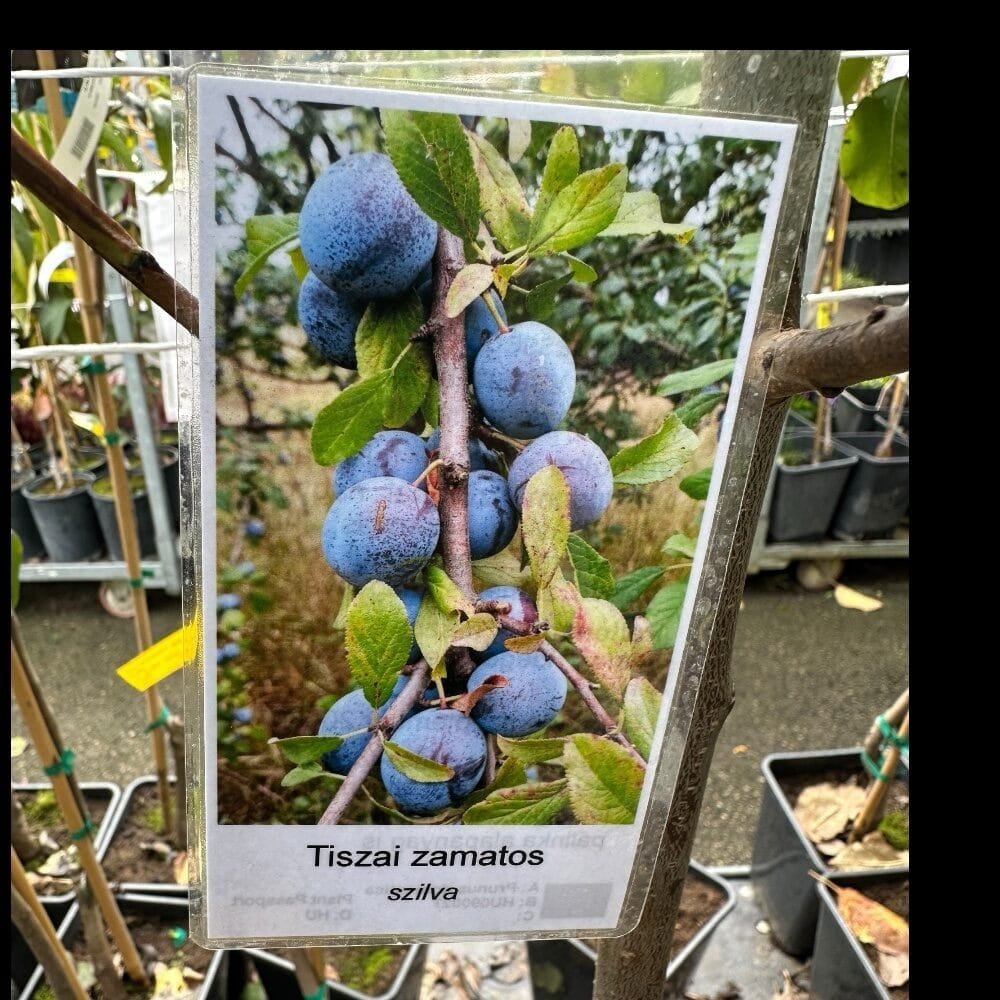 Tisza zamatos szilva (Prunus domestica 'Tisza Zamatos')