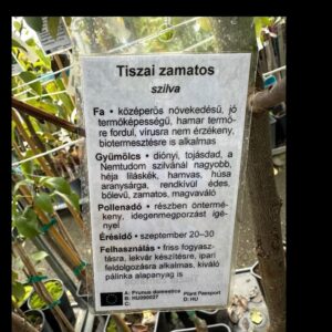 Tisza zamatos szilva (Prunus domestica 'Tisza Zamatos')