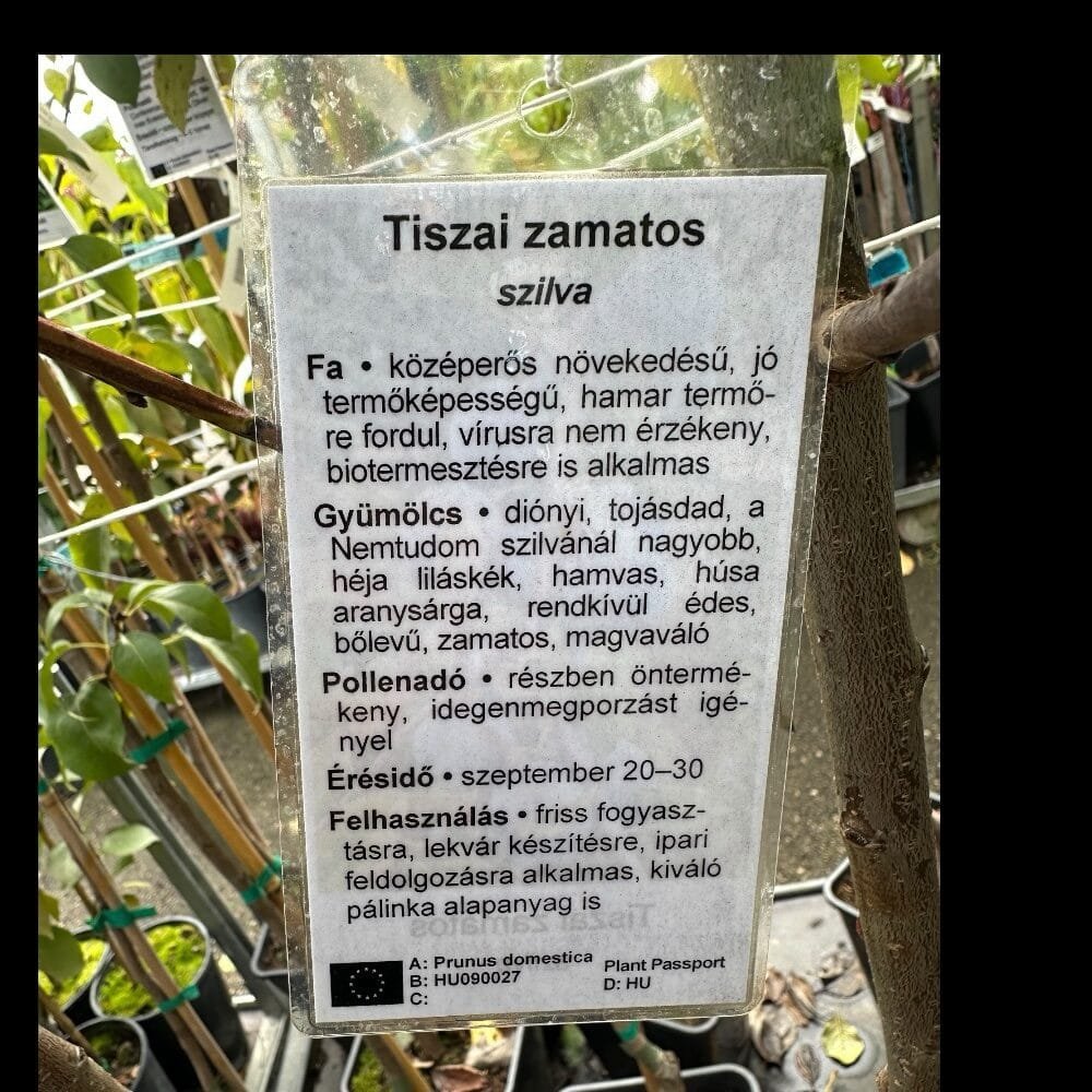 Tisza zamatos szilva (Prunus domestica 'Tisza Zamatos')