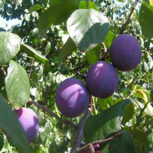 Tisza zamatos szilva (Prunus domestica 'Tisza Zamatos')