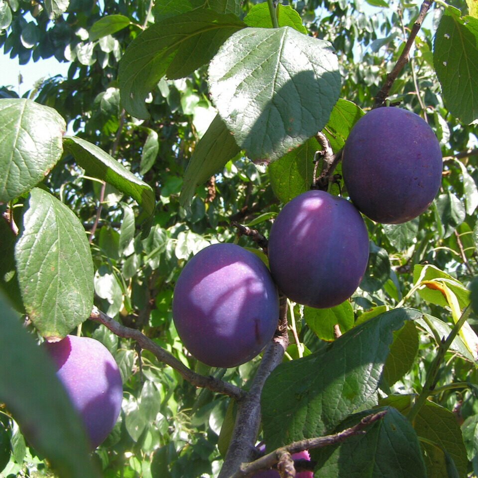 Tisza zamatos szilva (Prunus domestica 'Tisza Zamatos')