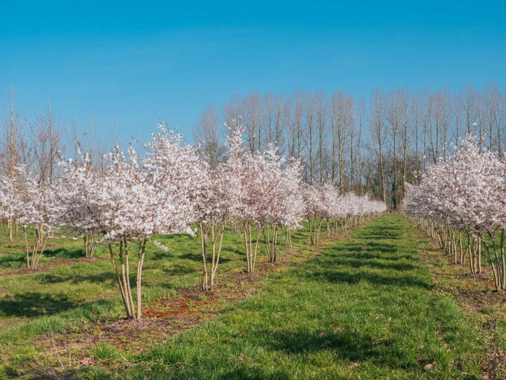 Többtörzsű menyasszonycseresznye (Prunus 'The Bride')
