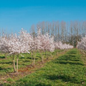 Többtörzsű menyasszonycseresznye (Prunus 'The Bride')