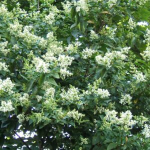 Tojásdad levelű fagyal (Ligustrum ovalifolium 'Nünü')
