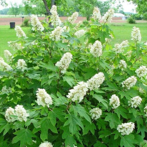 Tölgylevelű hortenzia (Hydrangea quercifolia 'Alice')