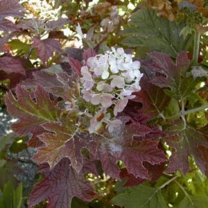 Tölgylevelű hortenzia (Hydrangea quercifolia 'Burgundy')