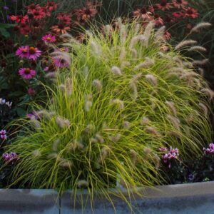 Tollborzfű (Pennisetum alopecuroides 'Hameln Gold')